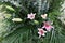 Close-up of beautiful blooming pink lilies, beautiful flower arrangements, selectable focus.