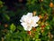 Close up of a beautiful blooming rose bush with open white rose and red rosebuds green leaves in the forest