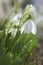 Close up beautiful blooming snowdrops