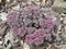 Close up beautiful blooming star shaped pink flowers of Sedum causticola or Stonecrop, a succulent groundcover that