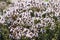 Close up beautiful blooming thyme Thymus officinalis. Herbal flower field in outdoor garden. Medicinal plant, edible