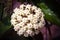 Close up of beautiful blossom hoya in nature.