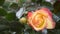 Close up of beautiful blossom rose
