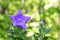 A close up of a beautiful blue Balloon flower or Platycodon gran