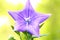 A close up of a beautiful blue Balloon flower or Platycodon gran