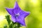 A close up of a beautiful blue Balloon flower or Platycodon gran