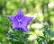 A close up of a beautiful blue Balloon flower or Platycodon gran