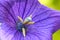 A close up of a beautiful blue Balloon flower or Platycodon gran