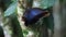 Close up of a beautiful blue butterfly flapping wings