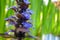 Close-up of beautiful blue flowers of Ajuga reptans Atropurpurea against blurred background with pond in spring