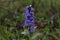 Close-up of beautiful blue flowers of Ajuga reptans Atropurpurea in spring
