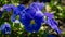 Close-up of beautiful blue heads of Viola tricolor Pansy Heartsease or Johnny Jump Up flowers. Public landscape Ñity park