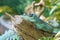 Close-up of a beautiful blue iguana lizard sitting on a dry branch