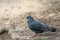Close-up of a beautiful blue pigeon. A symbol of peace.