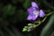 Close up of beautiful blue purple Freesia flowers