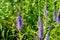 Close-up of beautiful blue speedwell flowers Veronica spicata Ulster Blue Dwarf.