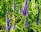 Close-up of beautiful blue speedwell flowers Veronica spicata Ulster Blue Dwarf