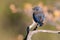 Close up of a Beautiful Bluebird