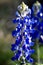 Close up of a beautiful bluebonnet