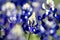 Close up of a beautiful bluebonnet