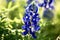 Close up of a beautiful bluebonnet