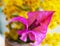 Close up beautiful Bougainvillea ,Paper Flower on yellow Mimosa