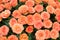 Close-up of a beautiful bouquet of orange roses