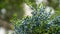 Close-up of beautiful branch of Juniperus virginiana tree or Pencil Cedar with lot ripe blue berries. Selective focus of blue frui