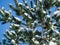 Close-up of beautiful branches Japanese pine Pinus parviflora Glauca with cones covered white fluffy snow.