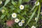 Close-up of beautiful bright fresh field daisies with tender white petals and yellow heart blooming between lavish green leaves an