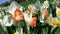 Close-up of beautiful bright Narcissus flowers