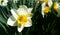 Close-up of beautiful bright Narcissus flowers