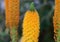 Close up of the beautiful bright orange Bulbinella tropical flowers