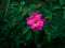 close-up of a beautiful, bright pink flower with a soothing look to the eye