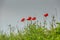 Close up of a beautiful bright red blooming Poppy, Papaver,