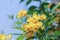 Close-up of beautiful bright yellow flower clusters. Planted to decorate the fence next to the house in Thailand. Yellow makes you