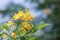 Close-up of beautiful bright yellow flower clusters. Planted to decorate the fence next to the house in Thailand. Yellow makes you