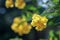 Close-up of beautiful bright yellow flower clusters. Planted to decorate the fence next to the house in Thailand. Yellow makes you