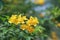 Close-up of beautiful bright yellow flower clusters. Planted to decorate the fence next to the house in Thailand. Yellow makes you