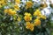 Close-up of beautiful bright yellow flower clusters. Planted to decorate the fence next to the house in Thailand. Yellow makes you