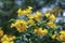 Close-up of beautiful bright yellow flower clusters. Planted to decorate the fence next to the house in Thailand. Yellow makes you