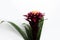 Close-up of beautiful bromelia flower with green leaves on white background. Studio photo.