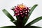 Close-up of beautiful bromelia flower on white background.