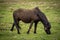 Close-up of a beautiful brown horse in a lush green field.