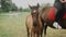 Close up of beautiful brown little horse