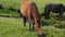 Close-up of a beautiful brown mare eating grass in a high mountain pasture. In the background lush green grass, stream