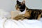 Close-up of beautiful brown tricolor adult smart cat proudly lies on white soft plush blanket, looks around, reads book, family