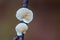 Close up beautiful bunch mushrooms reversed. Macro Photography View of Variable Oysterling