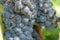 Close up of beautiful bunch of ripe blue wine grapes