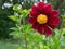 Close up of beautiful burgundy red dahlia flower on natural back
